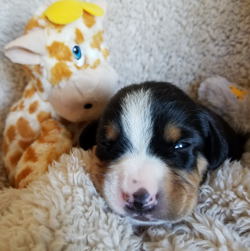 Entlebucher Swiss Mountain dogs for sale in NM
